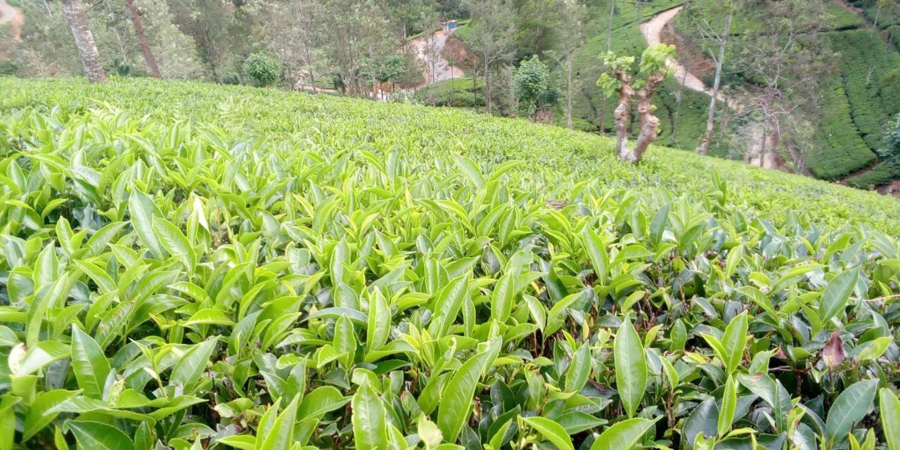 Lavendra Guset House Hotel Nallathanniya Luaran gambar